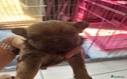 Mixed Breed dogs for sale: 6 beautiful puppies for sale, 3 female and 3 male - Image 10