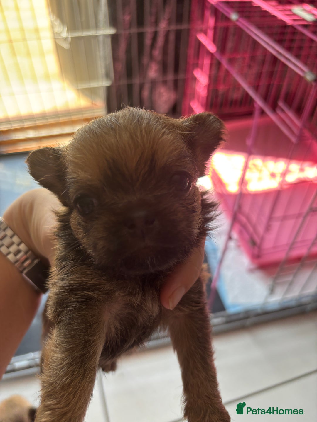 Mixed Breed dogs for sale: 6 beautiful puppies for sale, 3 female and 3 male - Image 10