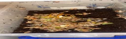 Snails invertebrates for sale: Albino Giant African land snail babies  in Accrington - Advert 4
