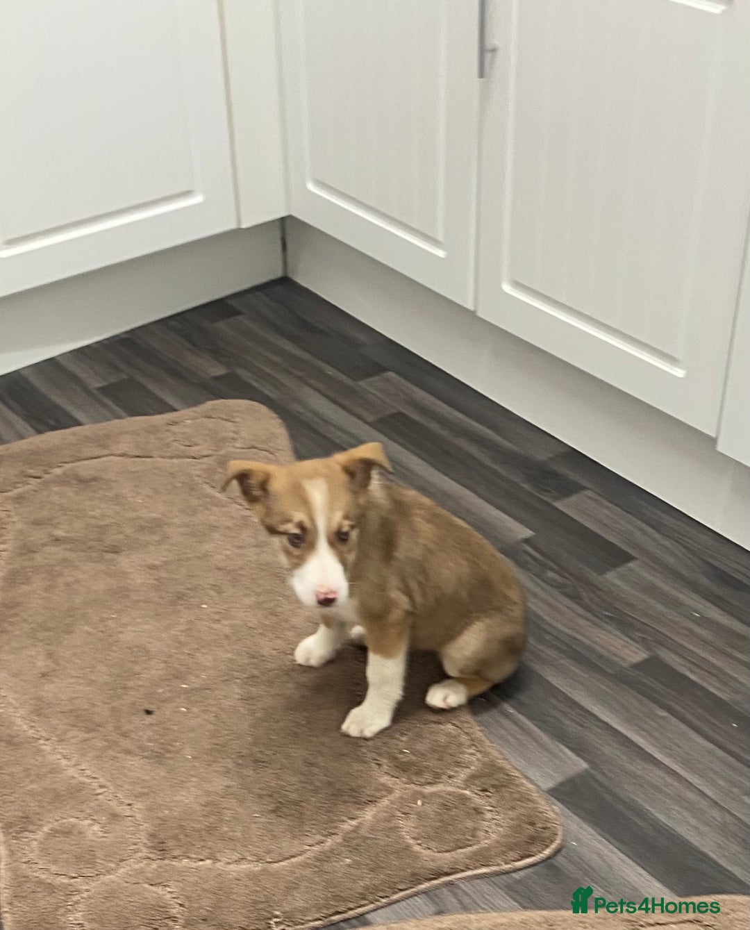 Mixed Breed dogs for sale: husky x pointer puppies  - Advert 10