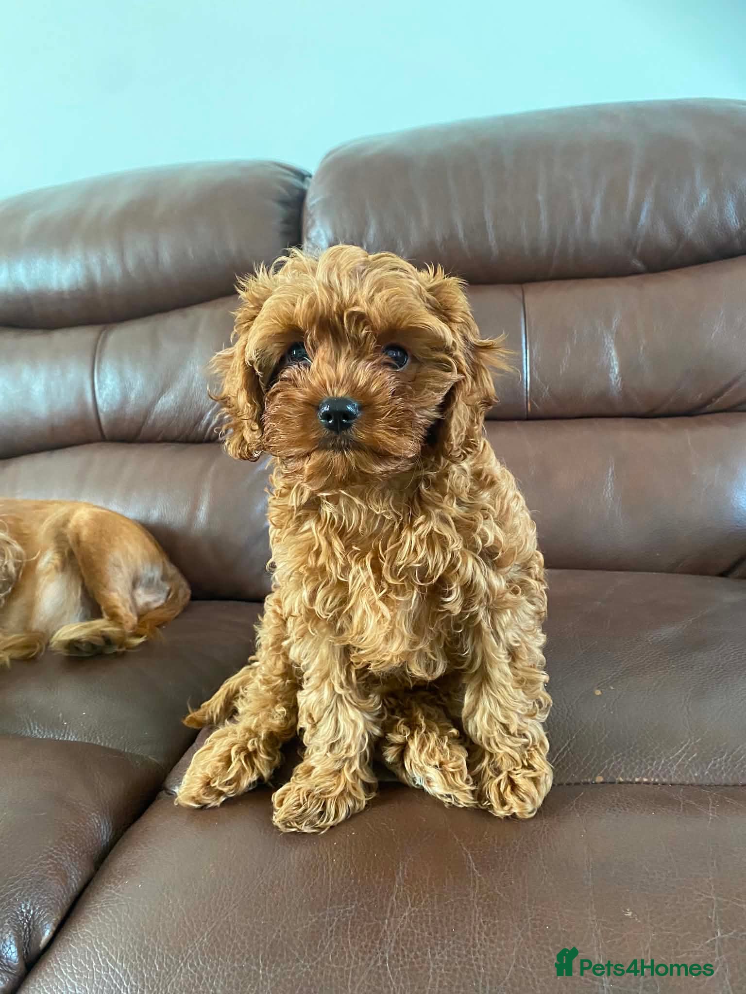 Cavapoo dogs Toy Cavapoo - Advert 2