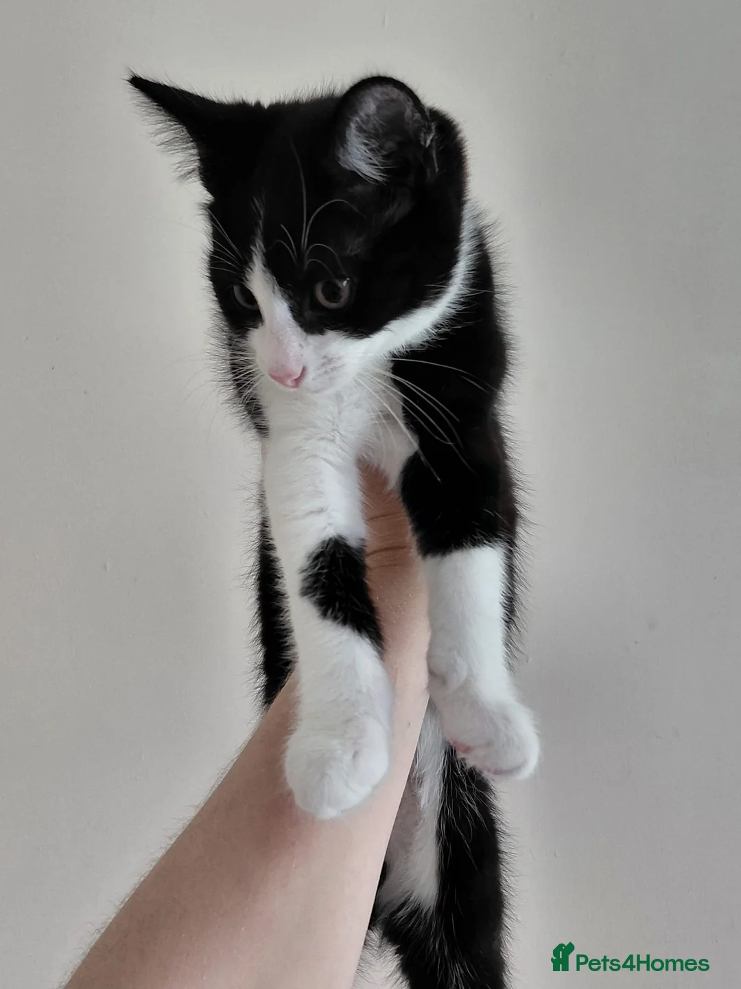 Mixed Breed cats for sale: Kitten for sale  in Stafford - Advert 3