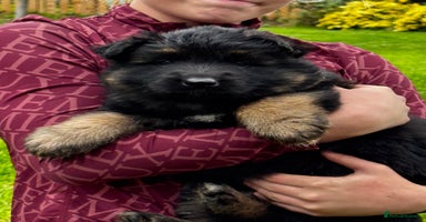 German Shepherd dogs - Advert 2