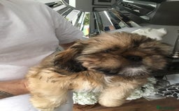 Shih Tzu dogs for sale: Tiny Imperial Shihtzu  Puppies  - Image 18