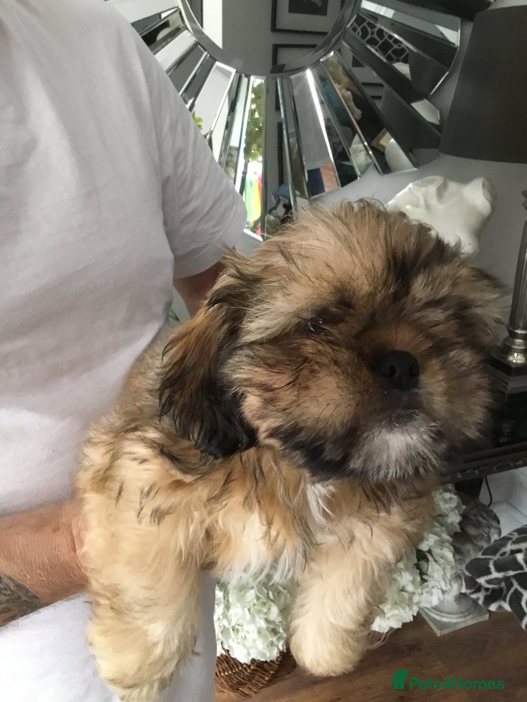 Shih Tzu dogs for sale: Tiny Imperial Shihtzu  Puppies  - Image 18