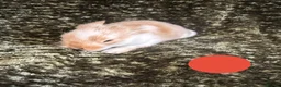 Mini Lop rabbits for sale: Mini Lion Lop Bunnies - Advert 8