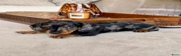 Miniature Dachshund dogs for sale: OUTSTANDING SMOOTH MINIATURE DACHSHUND PUPS  - Advert 6