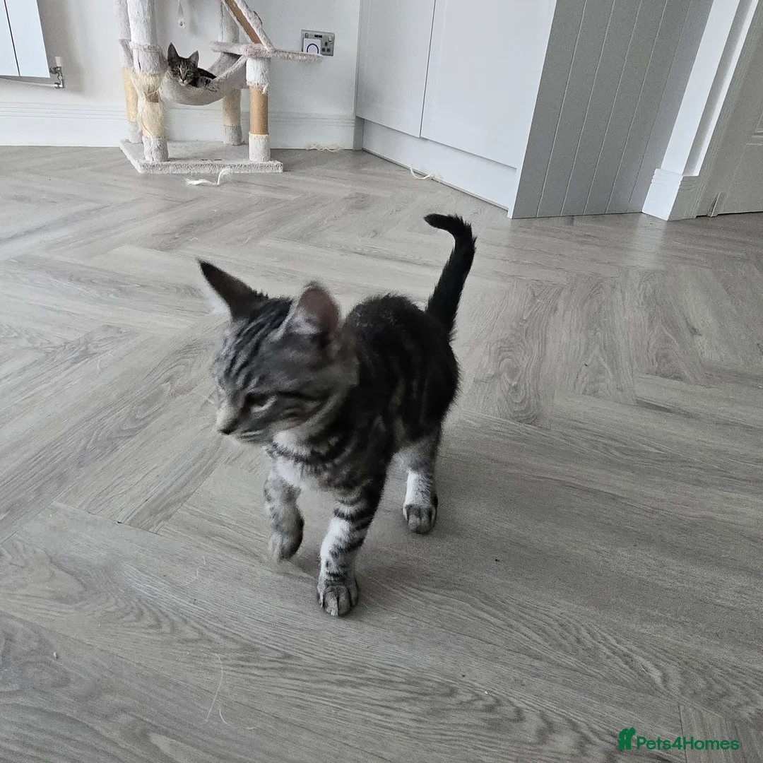 Maine Coon cats for sale: Maine coon x kittens - Advert 14