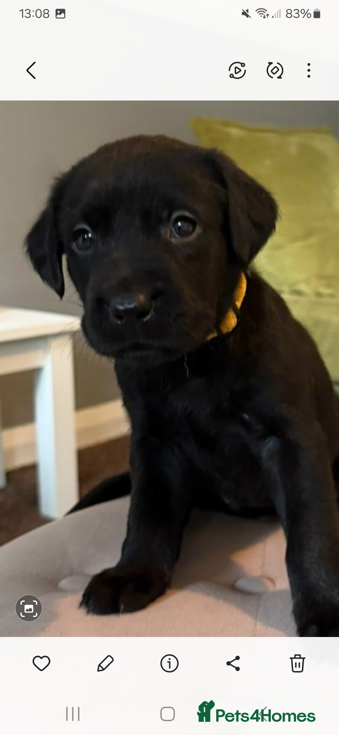 Labrador Retriever dogs for sale: LABRADOR PUPPYS 5WEEKS READY TO VIEW - Image 3