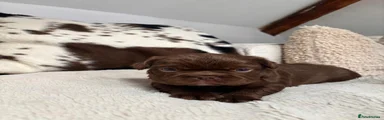 French Bulldog Puppy 2