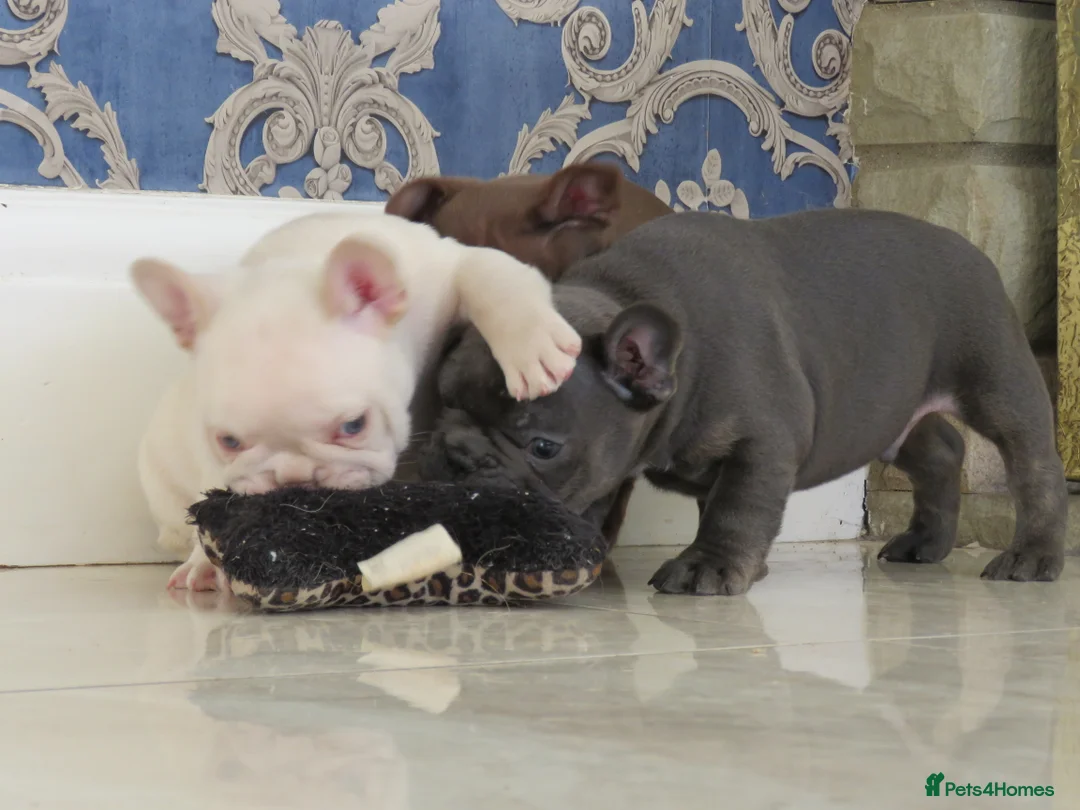 French Bulldog dogs for stud: ISABELLA NEWSHADE AND TAN CREAM CARRIER STUD in Boston - Advert 17