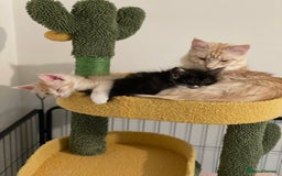Maine Coon cats for sale: GCCF registered Maine Coon kittens.  in Newton Abbot - Image 14