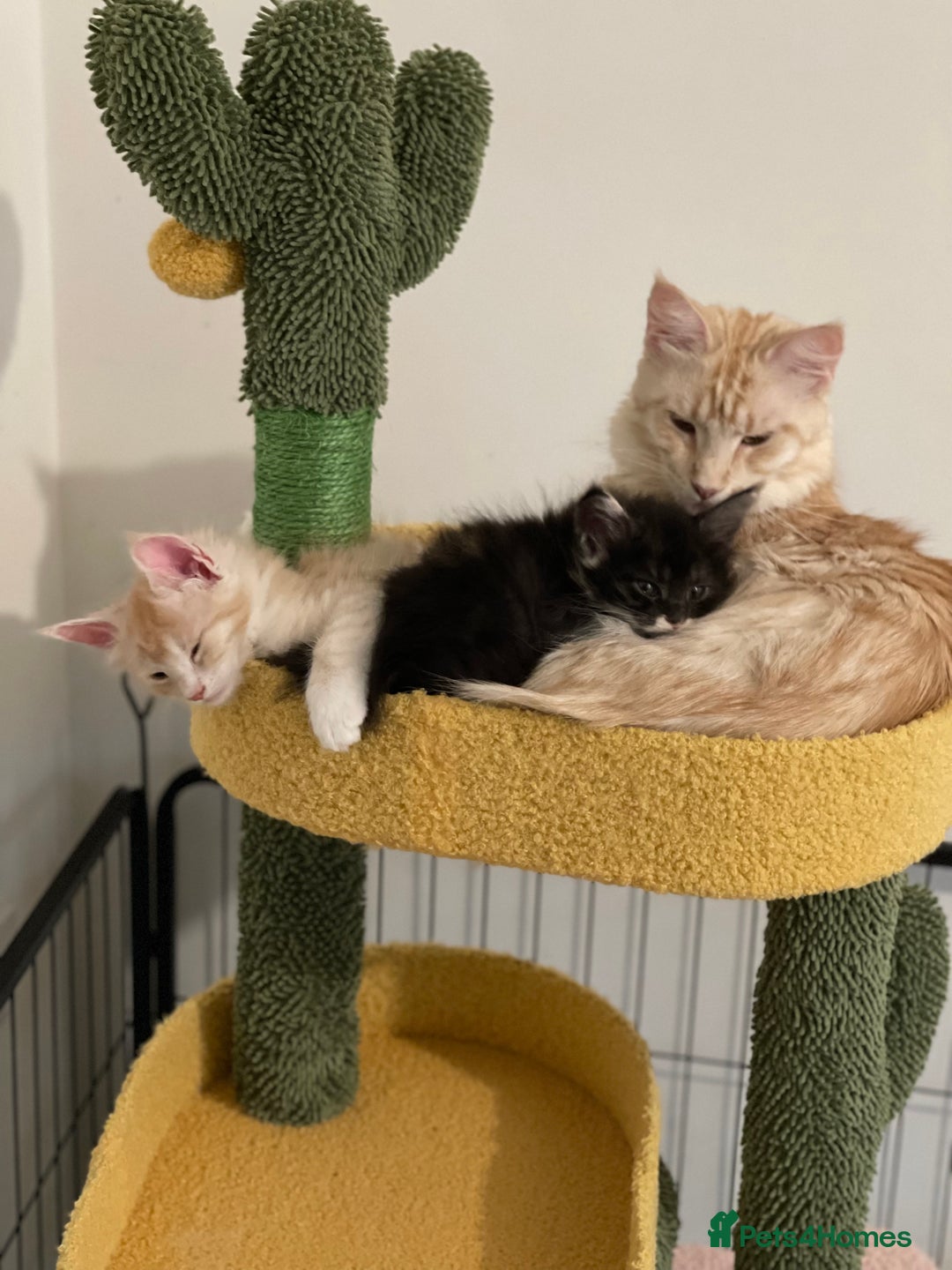 Maine Coon cats for sale: GCCF registered Maine Coon kittens.  in Newton Abbot - Image 14