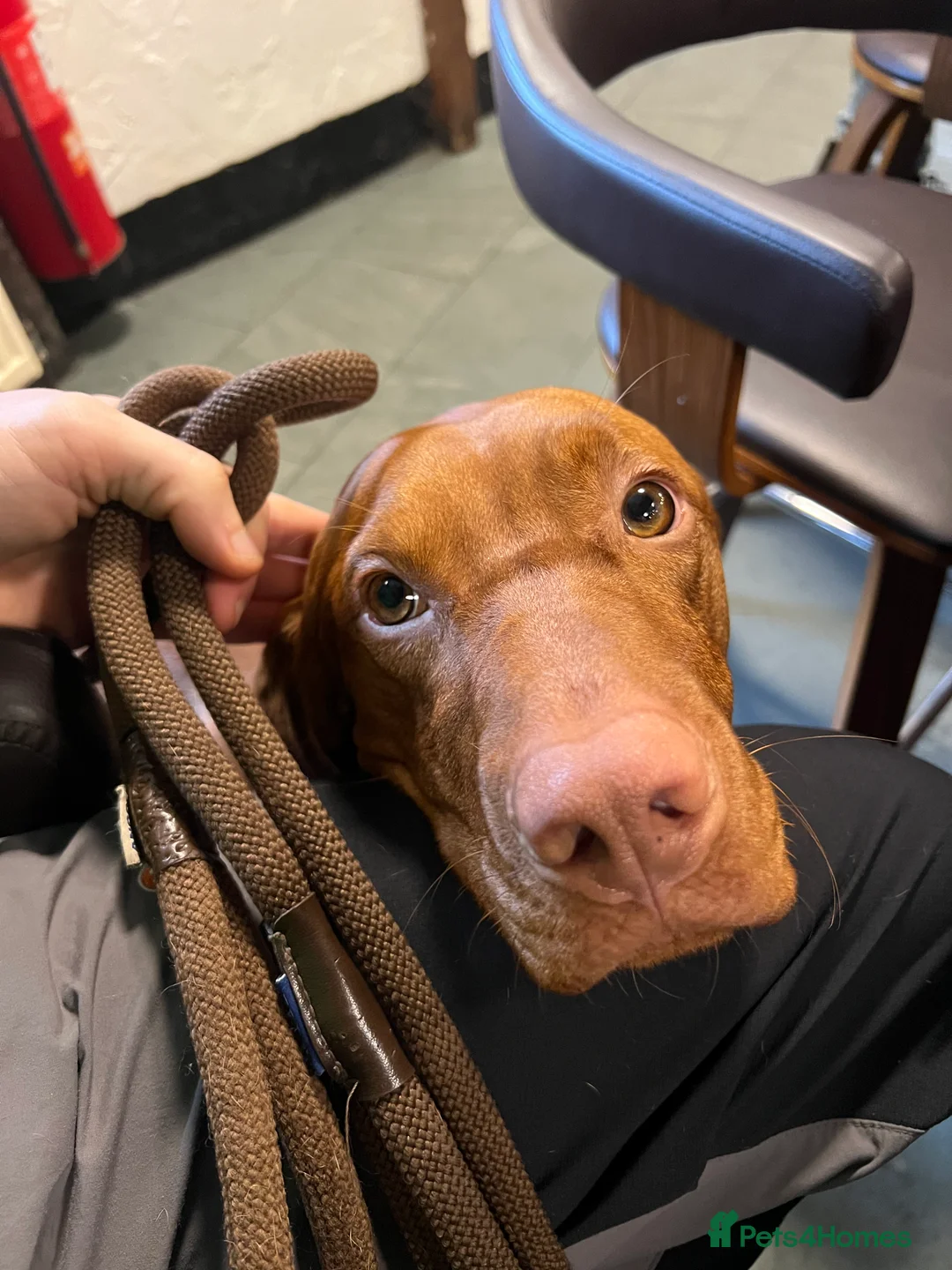 Hungarian Vizsla dogs for stud: Thor * Serbian Champion & Slovenian bloodlines  - Advert 3