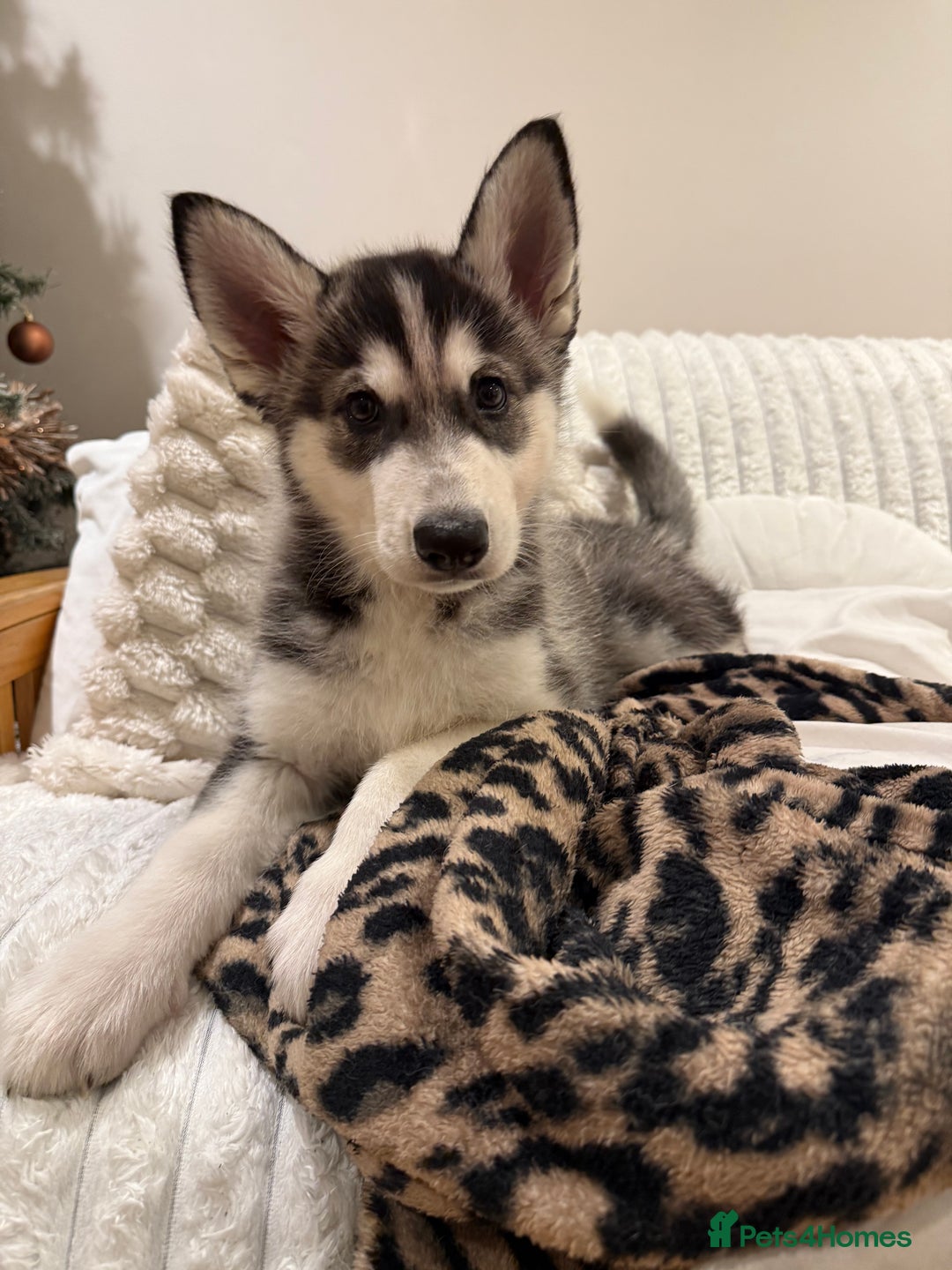 Siberian Husky dogs for sale: Siberian husky 2 month puppy - Advert 7