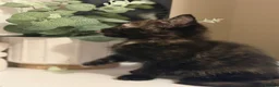 Mixed Breed cats for sale: 5 mixed kittens for sale  in Wallasey - Advert 26