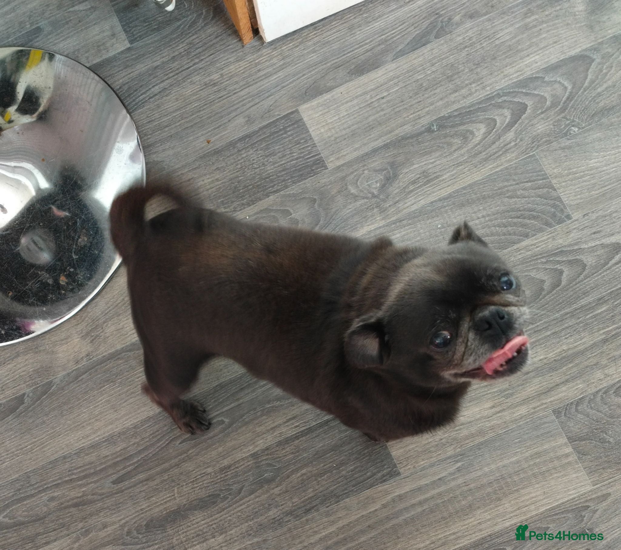 Pug dogs Loving Grey Female Pug - Advert 1