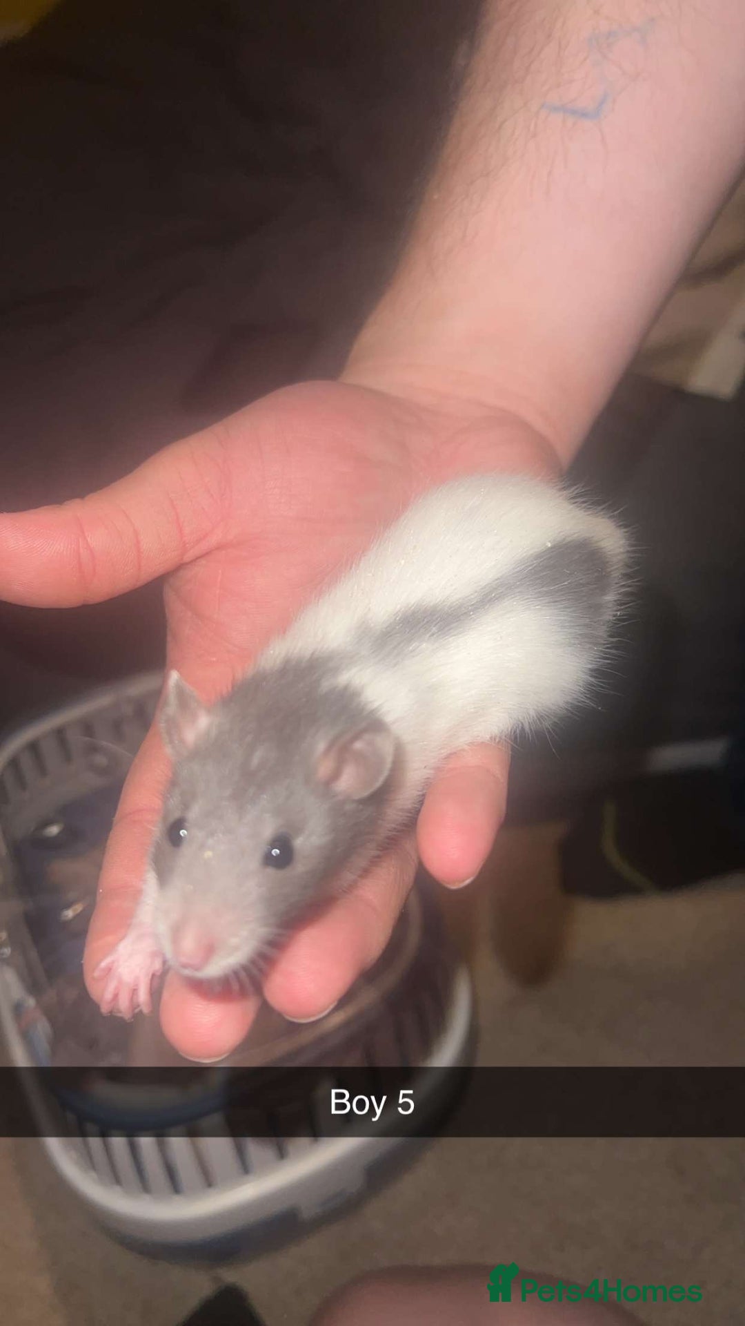 Rat rodents for sale: Rat pups - Image 7