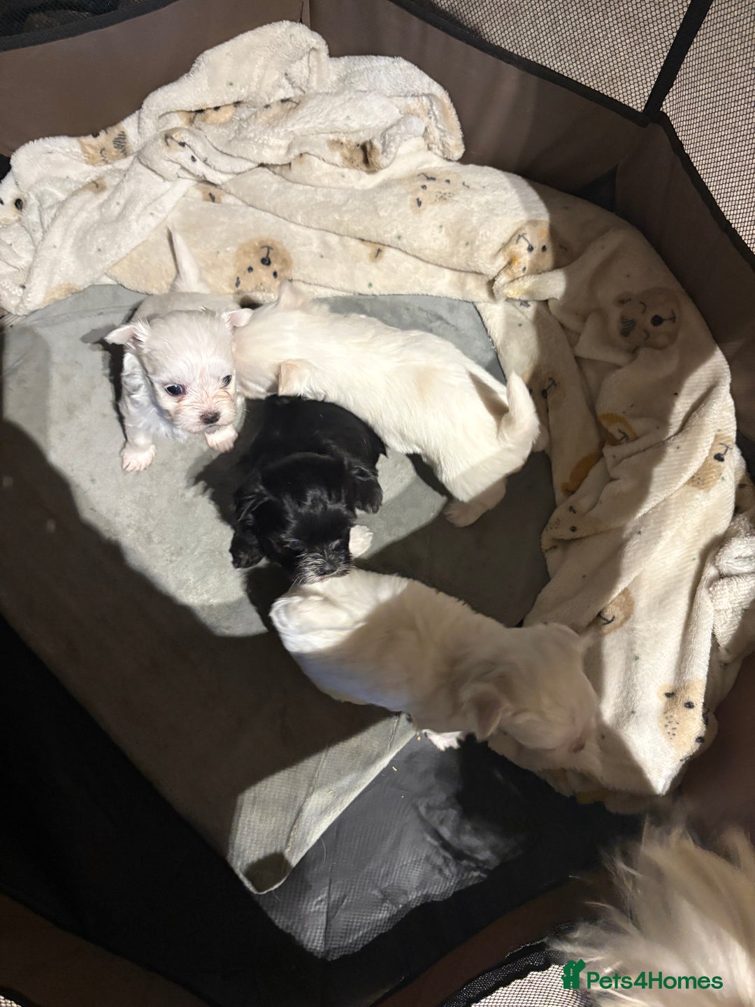 Morkie dogs for sale: Beautiful fluffy maltese - Advert 2