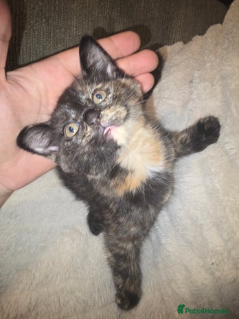 Mixed Breed cats - Advert 1