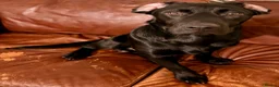 Springador dogs for sale: Springador puppies in Doncaster - Advert 13