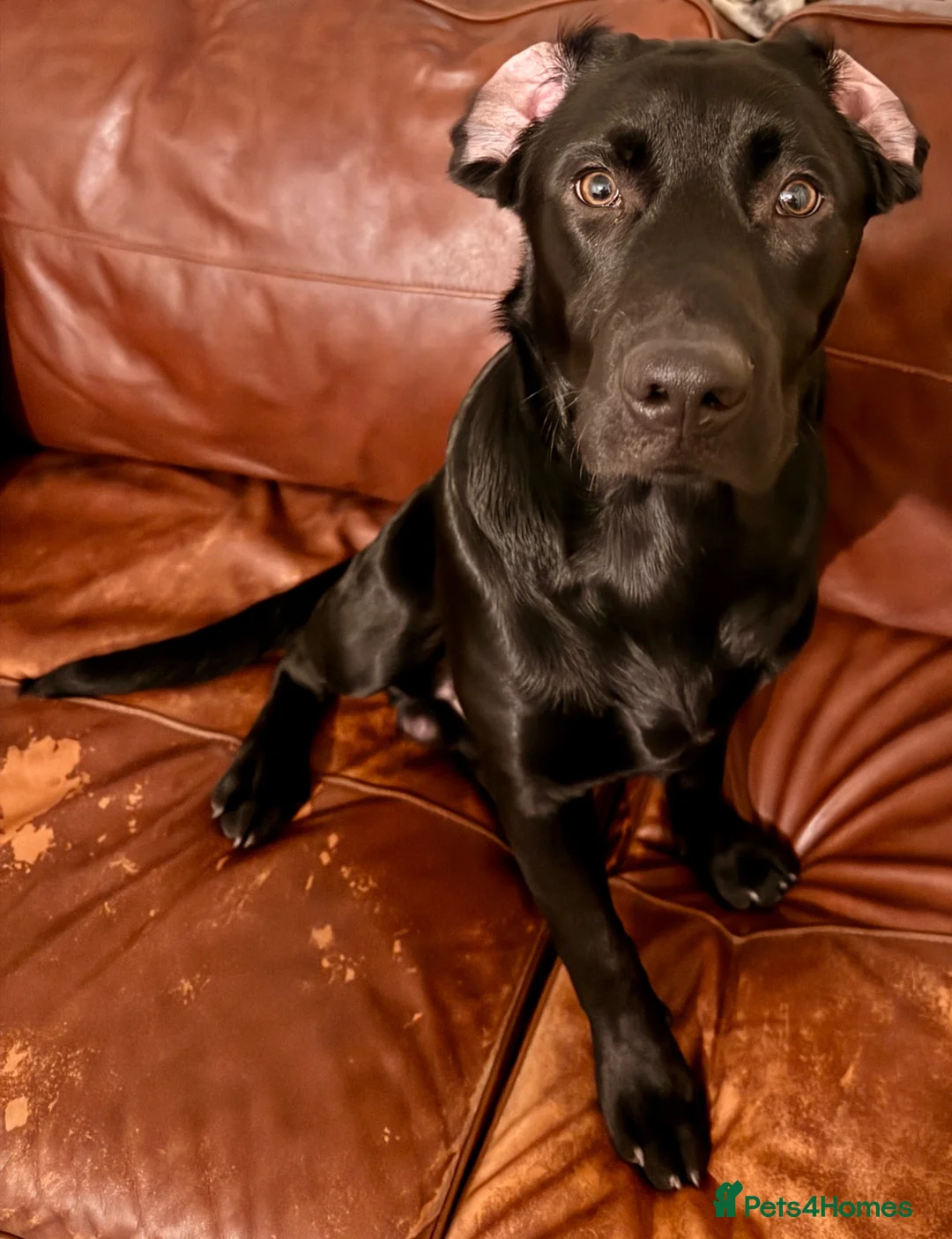 Springador dogs for sale: Springador puppies in Doncaster - Advert 13