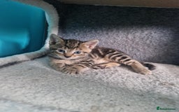 Bengal cats for sale: Bengal tabby mix kittens - Image 3