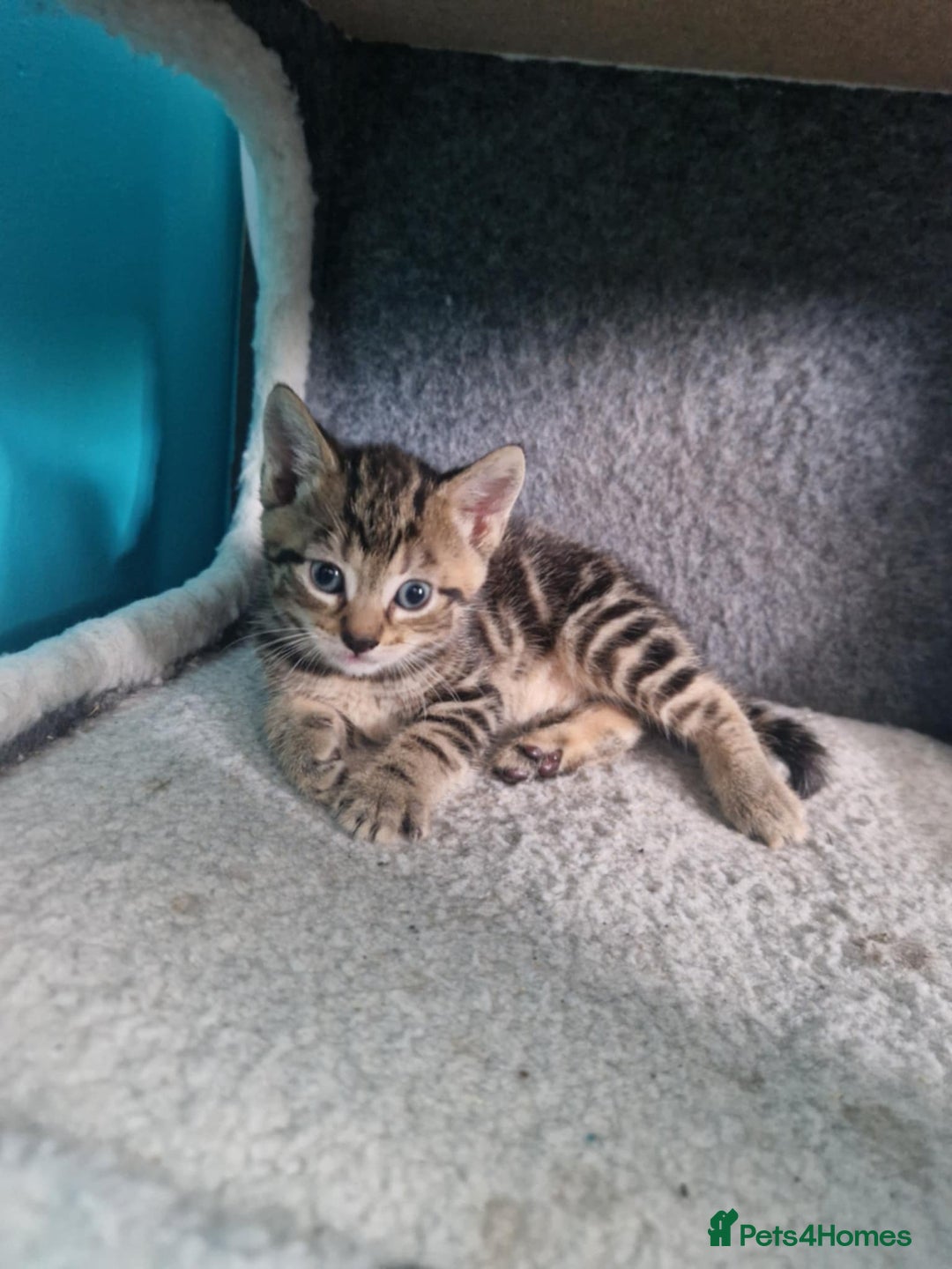 Bengal cats for sale: Bengal tabby mix kittens - Image 3