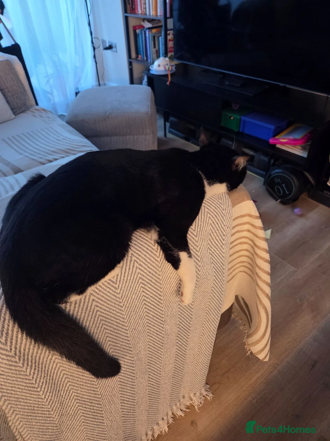 British Shorthair cats for sale: Sadly looking for new home for family cat in London - Advert 2