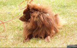 Pomchi dogs for sale: Black Pomchi Pups - Image 6