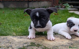 Jack Russell dogs for sale: Jack Russell  - Advert 5