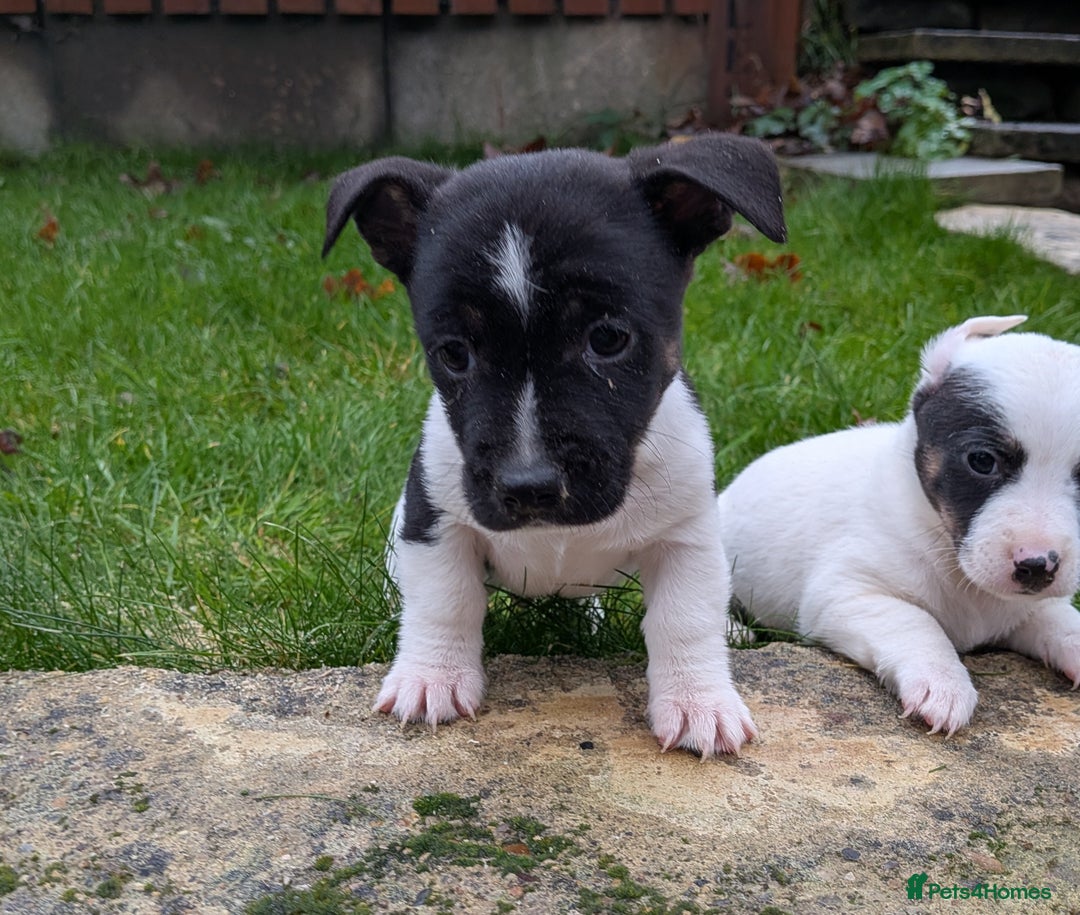 Jack Russell dogs for sale: Jack Russell  - Advert 5