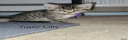 Domestic Shorthair cats for sale: 8 mixed breed kittens for sale in Huddersfield - Advert 4