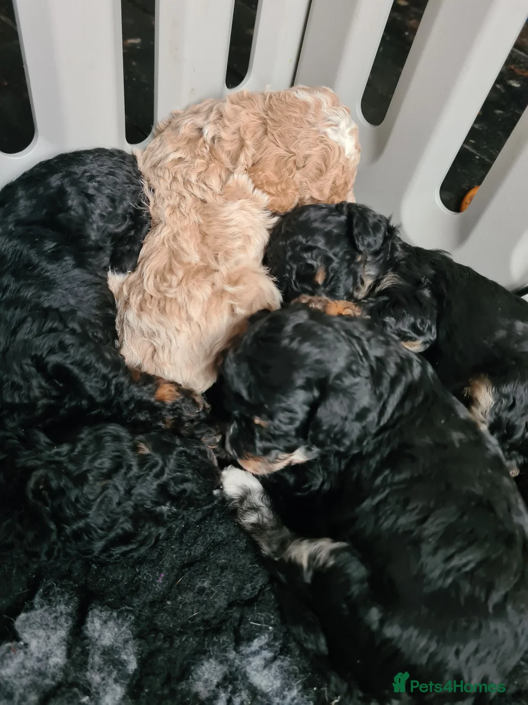 Toy Poodle dogs for stud: Health Tested Tri Toy in Birkenhead - Advert 21