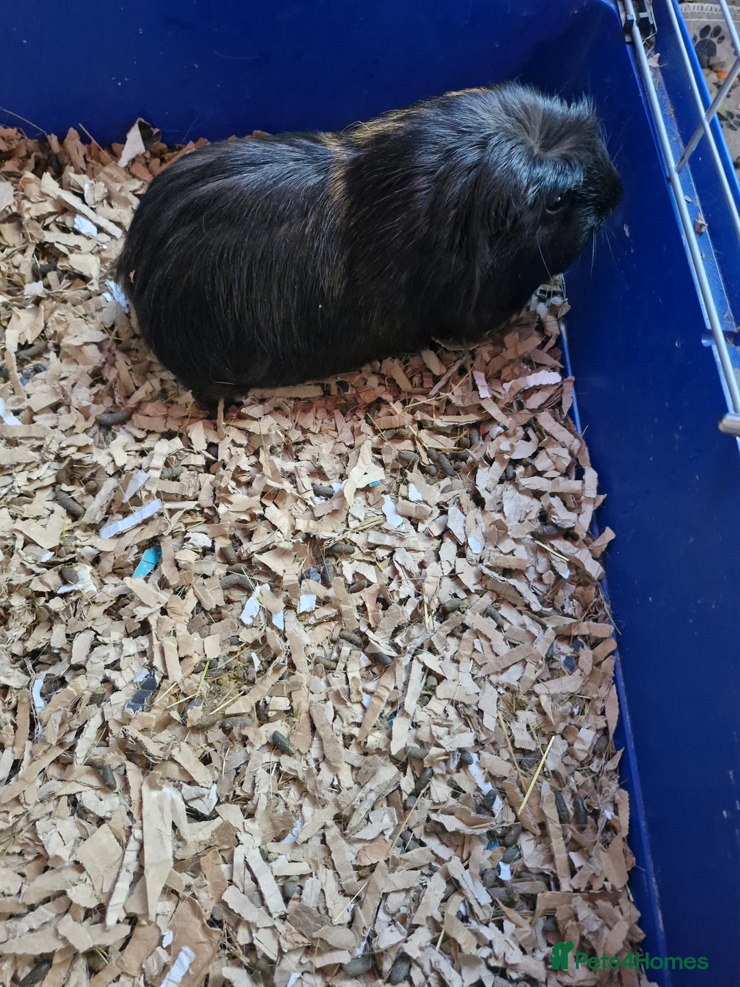 Guinea Pig rodents for sale: Two female Guinea Pigs 1 and 2 years old - Image 2
