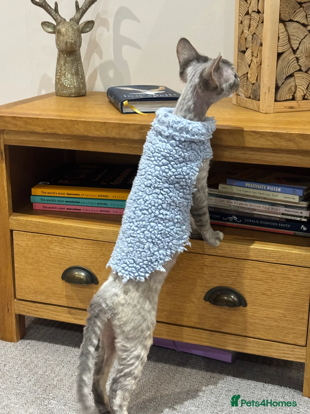 Devon Rex cats for sale: Devon Rex potentially looking for a loving home. - Advert 9