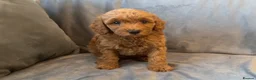 Cavapoo dogs for sale: Cavapoos Extensive DNA & Heart tested - Advert 20