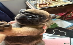 Pug dogs for sale: Pug puppies  - Image 7