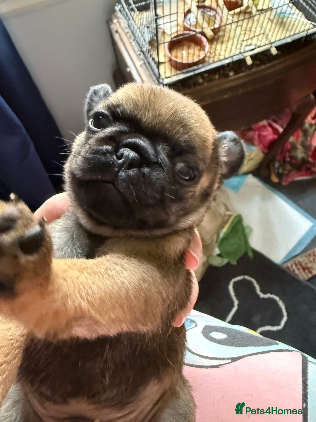 Pug dogs for sale: Pug puppies  - Image 7