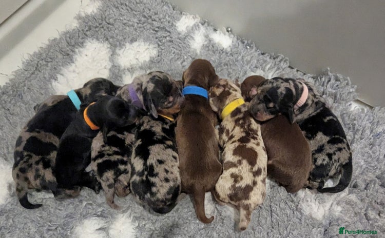 Miniature Dachshund dogs - Advert 1