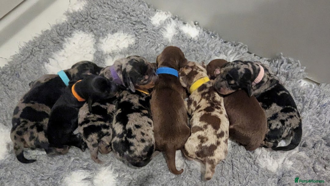 Miniature Dachshund dogs for sale: KC Registered miniature Dachshund Puppies - Image 1