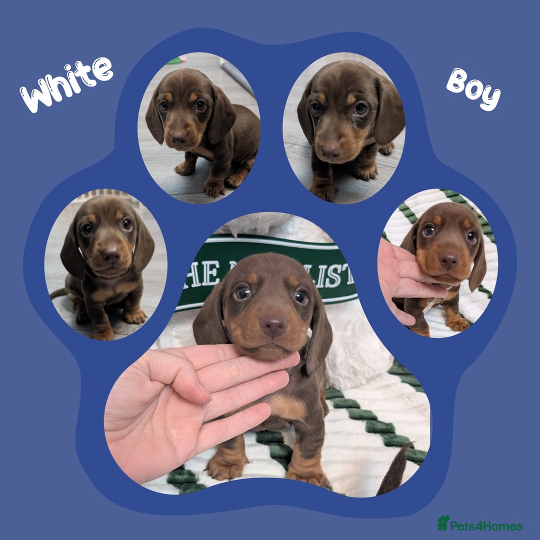 Miniature Dachshund dogs for sale: KC Reg miniature smooth hair daschund boy pups - Advert 12