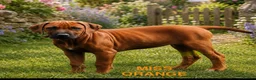 Rhodesian Ridgeback dogs for sale: 5 Star Council Registered Breeder         - Advert 5