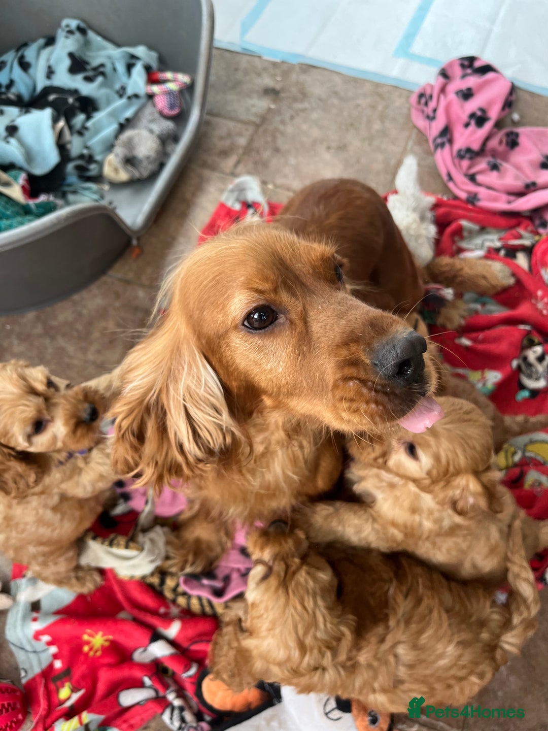 Cockapoo dogs for sale: Cockapoo puppies  - Image 5