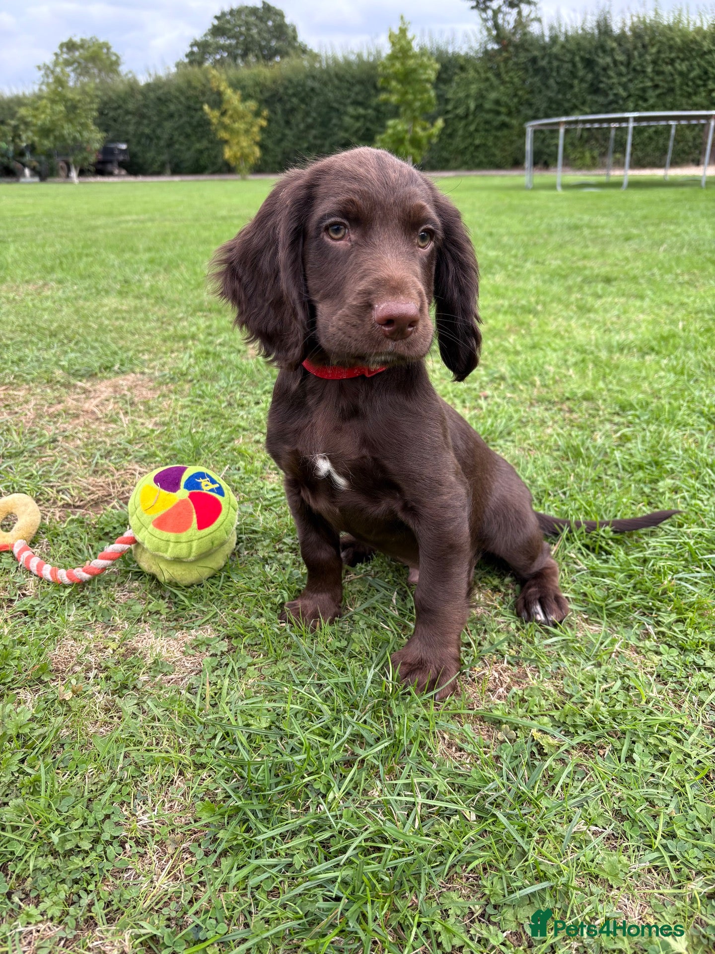 Sprocker dogs Fully DNA Health Tested F1 Sprocker Puppies - Advert 1