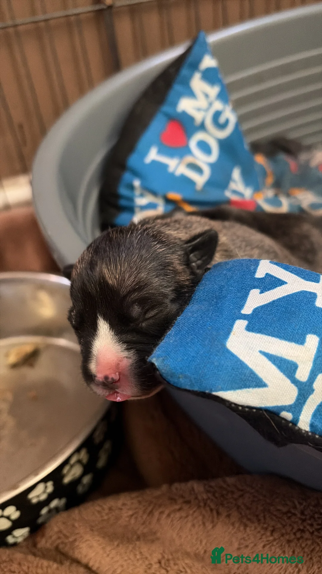 Mixed Breed dogs for sale: Presa Canario × Staffordshire Bull Terrier Puppies in Wrexham - Advert 2