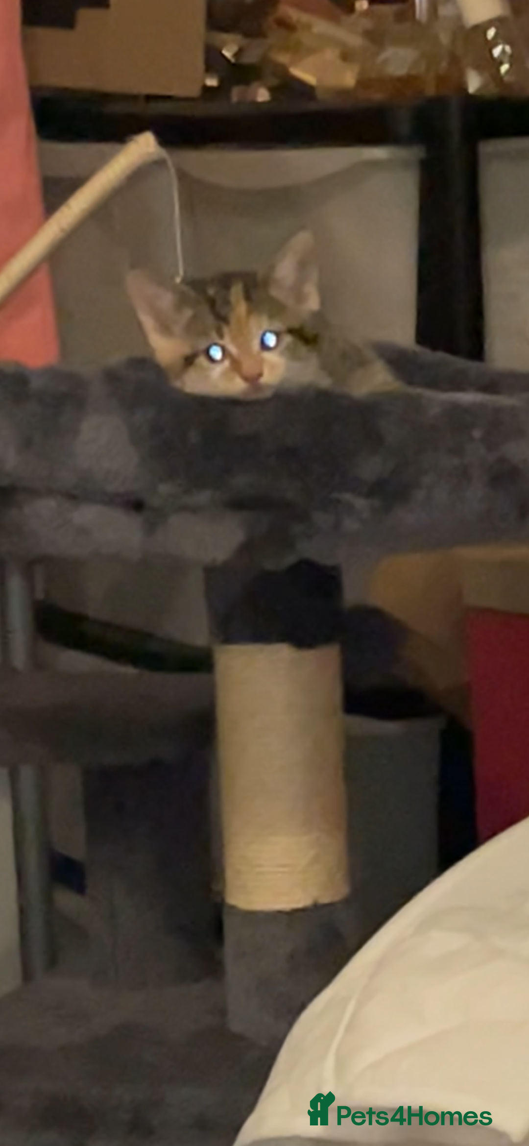 Domestic Shorthair cats for sale: 1 year old sisters  - Advert 9