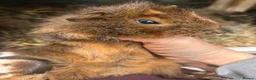 Guinea Pig rodents for sale: Baby Guinea pigs  - Advert 6