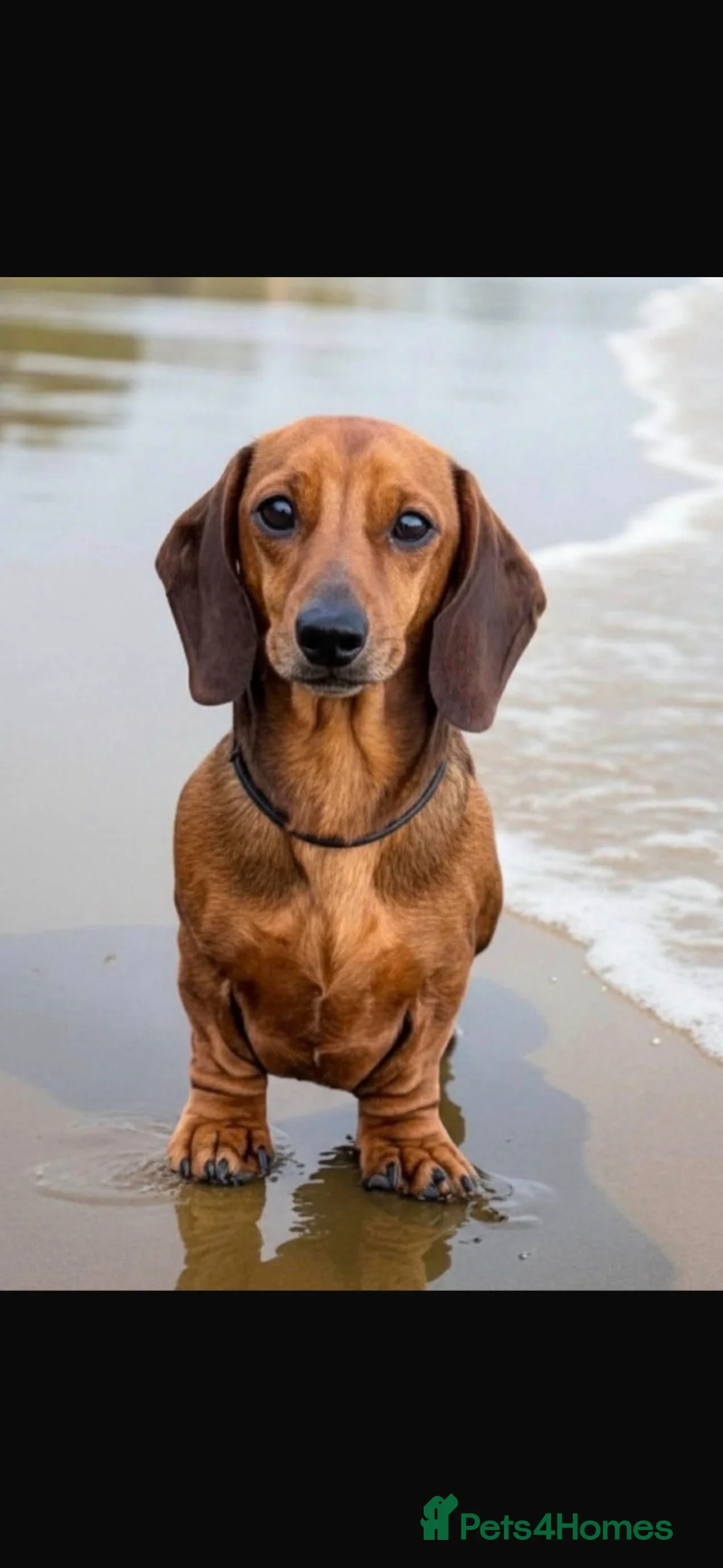 Miniature Dachshund dogs for sale: Show quality PRA CLEAR mini dachshunds  - Advert 7