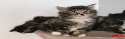 Mixed Breed cats for sale: Absolutely stunning kittens looking for a new home - Advert 6